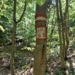 Activitatea sintetică a Gărzii Forestiere Oradea pentru luna iulie 2024